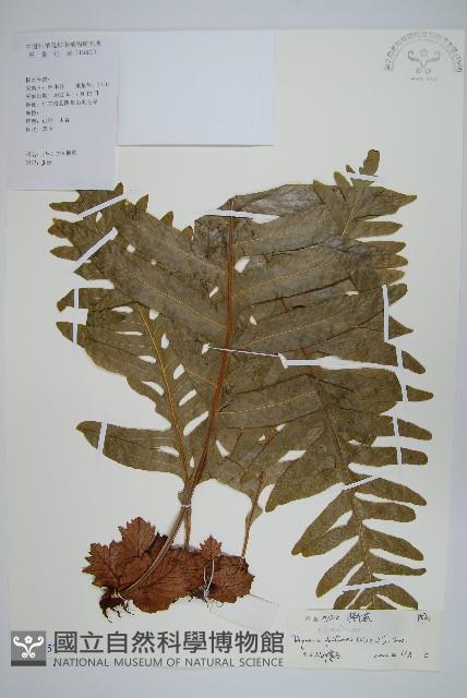 槲蕨藏品圖，第1張