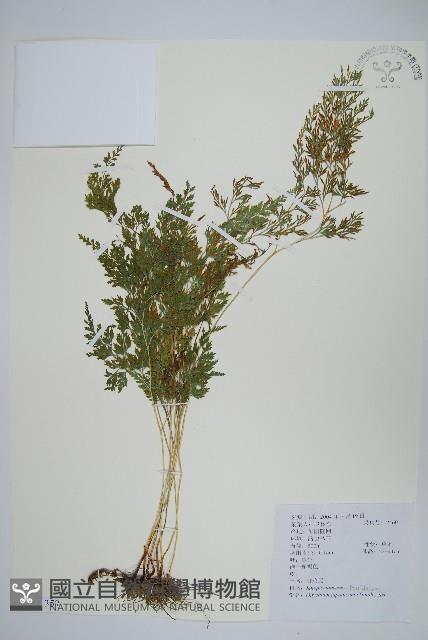 日本金粉蕨藏品圖，第1張