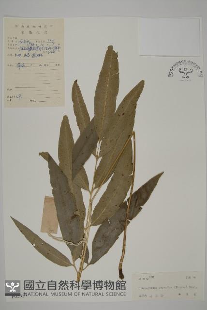 日本鳳丫蕨藏品圖，第1張