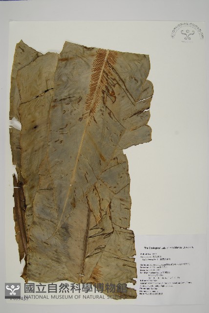 臺灣山蘇花藏品圖，第1張