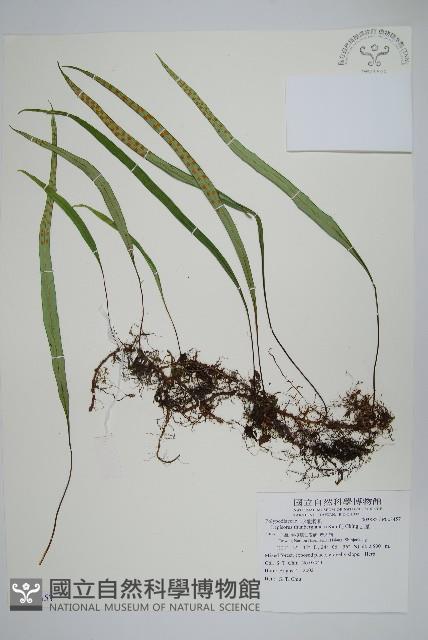 Accession Number:P008457 Collection Image, Figure 1, Total 2 Figures