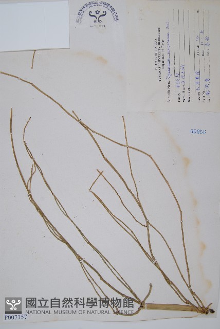 木賊藏品圖，第1張