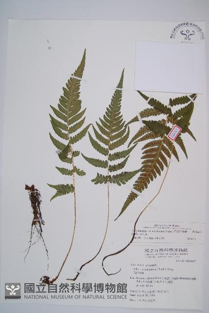 東洋蹄蓋蕨藏品圖，第1張