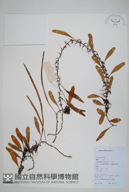 抱樹石葦藏品圖，第1張