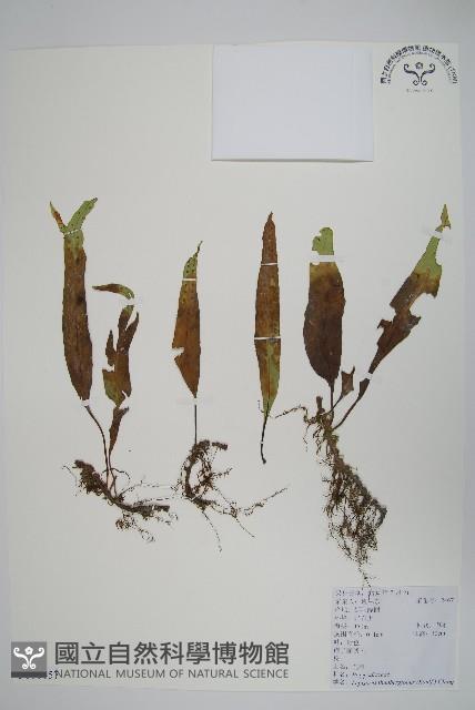 瓦葦藏品圖，第1張