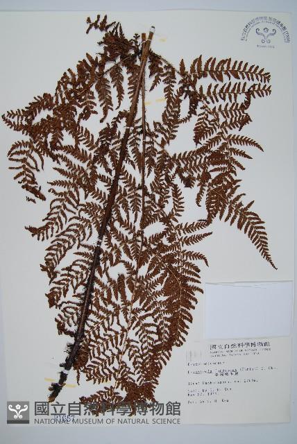 臺灣鱗毛蕨藏品圖，第1張
