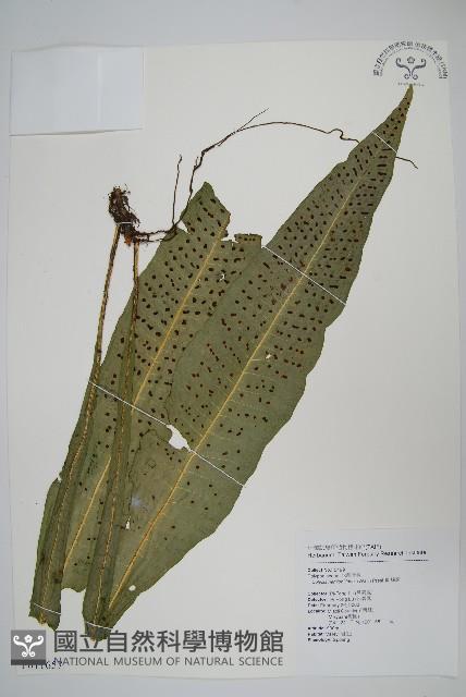 斷線蕨藏品圖，第1張