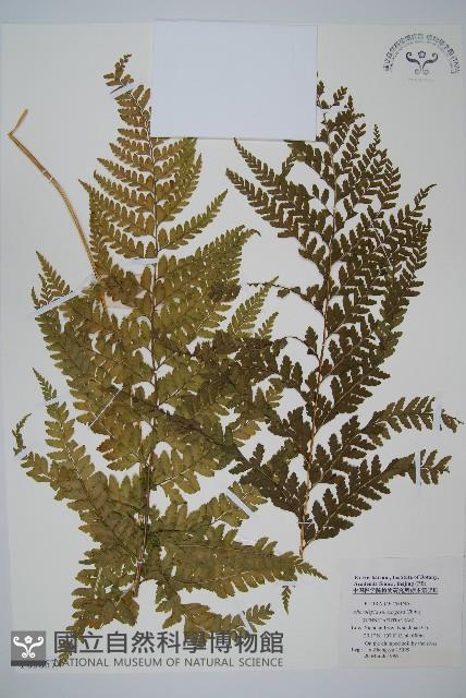 中華鱗蓋蕨藏品圖，第1張
