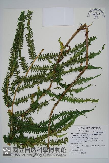 斜葉金星蕨藏品圖，第1張