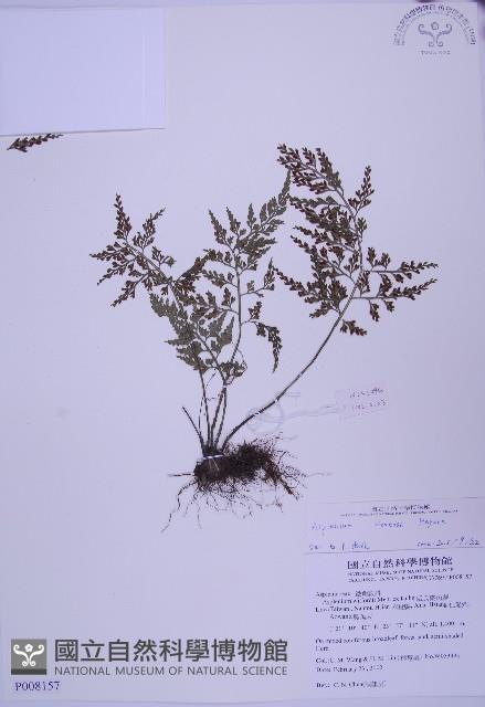 尖葉鐵角蕨藏品圖，第1張