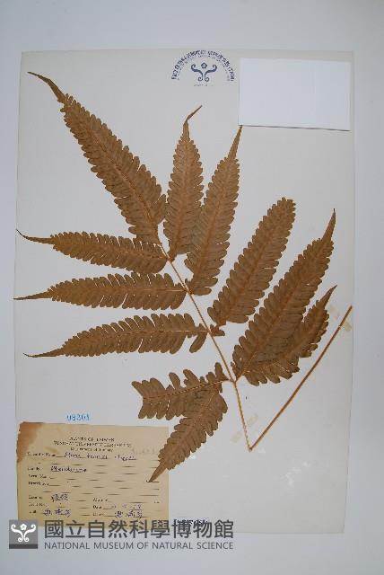 傅氏鳳尾蕨藏品圖，第1張