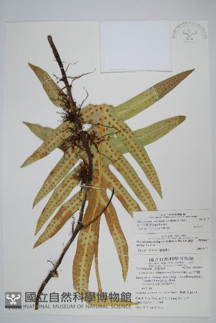 海岸星蕨藏品圖，第1張