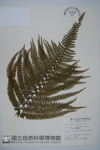 亞粗毛鱗蓋蕨藏品圖，第1張