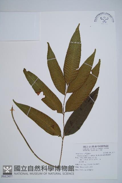 細柄雙蓋蕨藏品圖，第1張