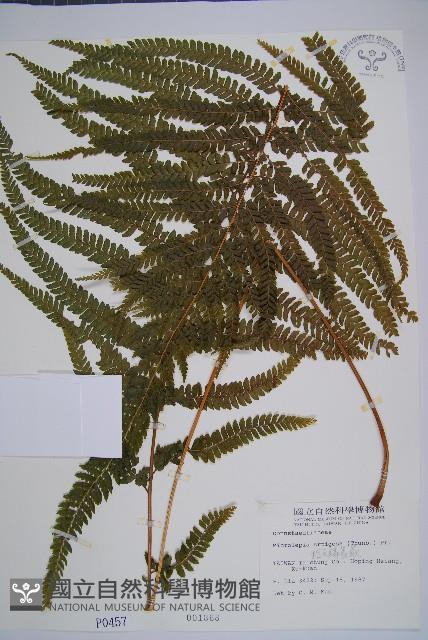 粗毛鱗蓋蕨藏品圖，第1張