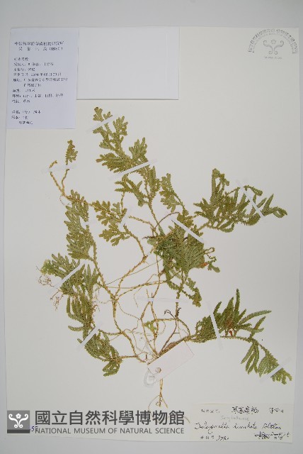 具邊卷柏藏品圖，第1張