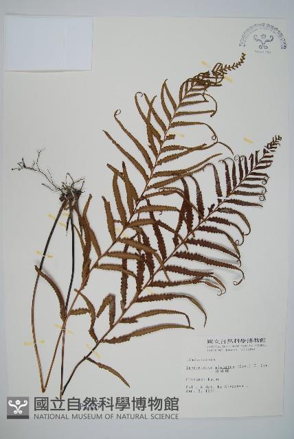 達邊蕨藏品圖，第1張