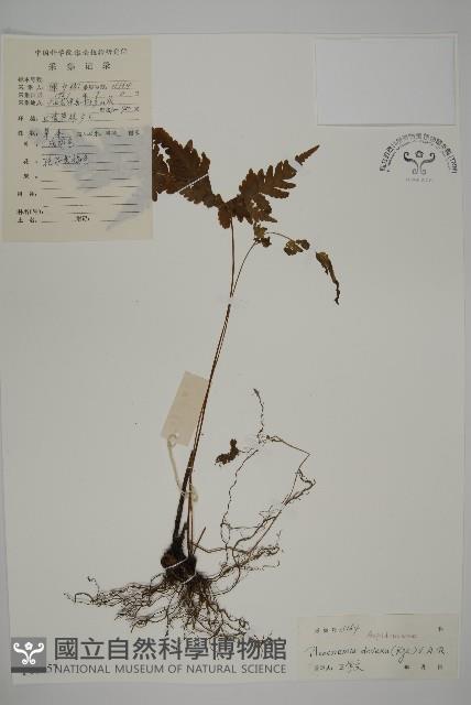 登錄號:P005457藏品圖，第1張