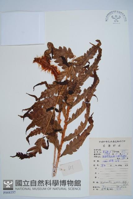 日本狗脊蕨藏品圖，第1張