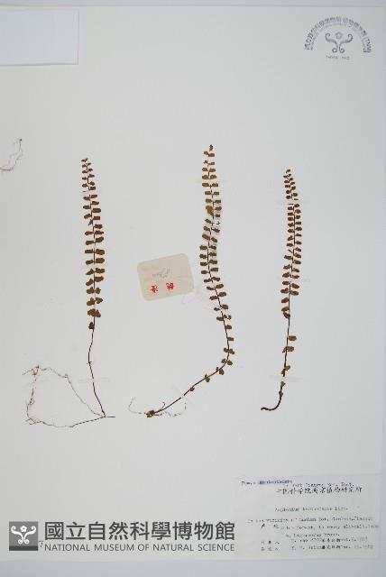 鐵角蕨藏品圖，第1張