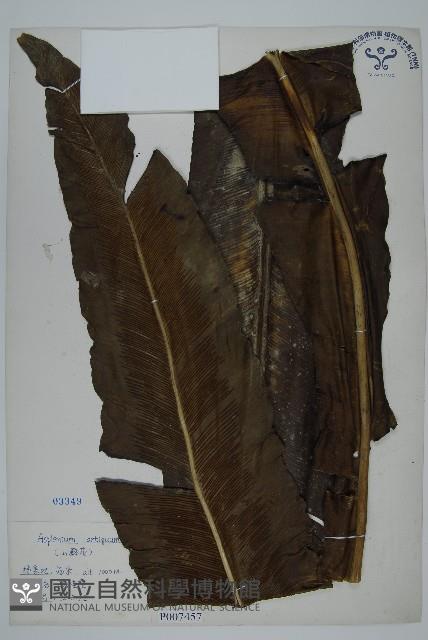 山蘇花藏品圖，第1張