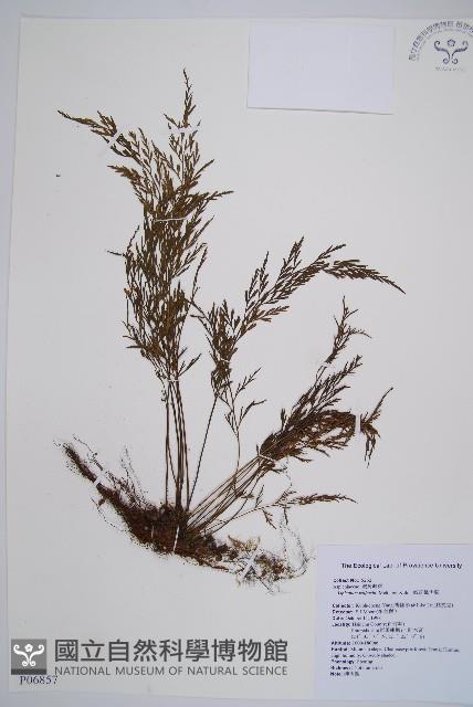 威氏鐵角蕨藏品圖，第1張