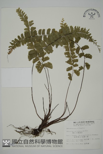 梅山鐵線蕨藏品圖，第1張