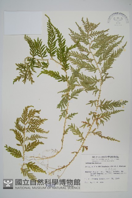 全緣卷柏藏品圖，第1張