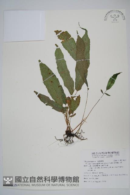 頂芽新月蕨藏品圖，第1張