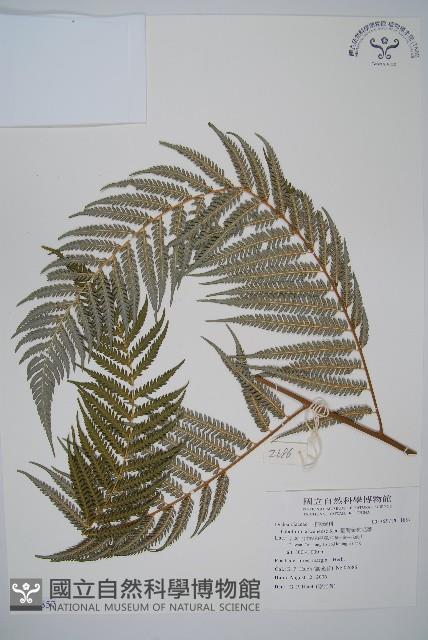 臺灣金狗毛蕨藏品圖，第1張
