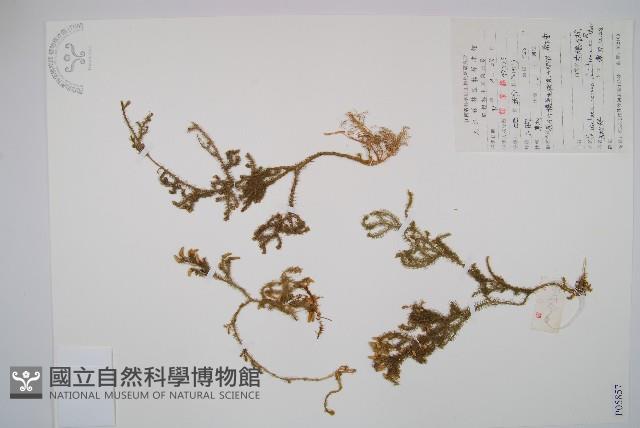 燈龍草藏品圖，第1張