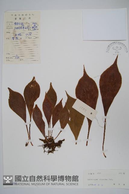 車前蕨藏品圖，第1張