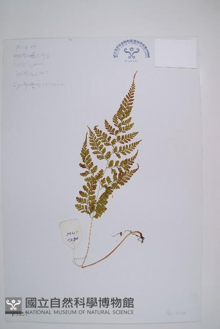 膜葉冷蕨藏品圖，第1張