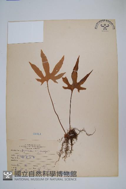 槭葉石葦藏品圖，第1張