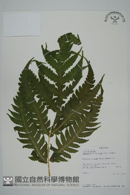 登錄號:P009857藏品圖，第1張