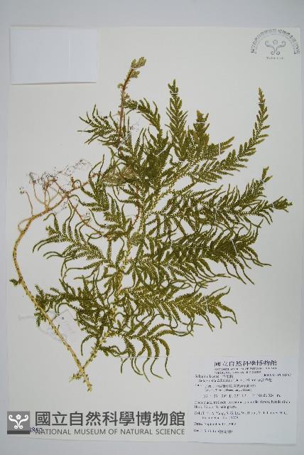 全緣卷柏藏品圖，第1張