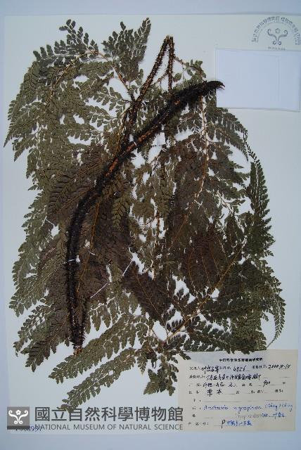 黑鱗複葉耳蕨藏品圖，第1張