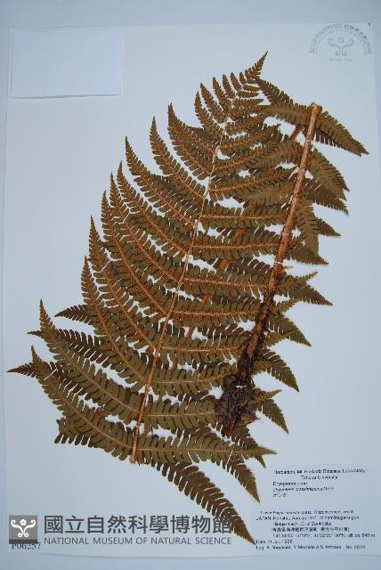 綿馬鱗毛蕨藏品圖，第1張