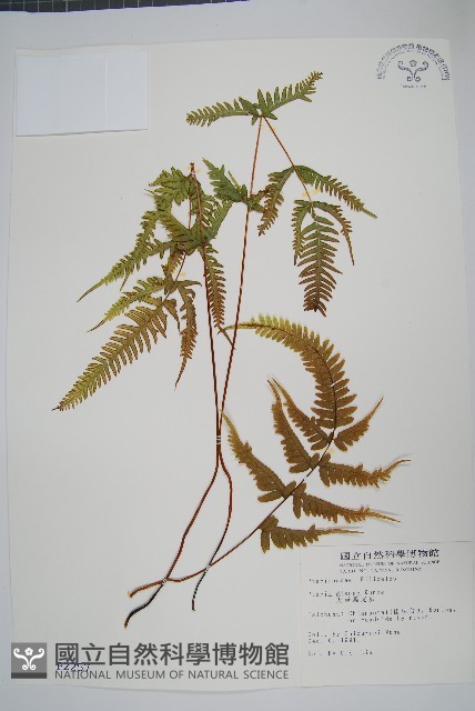 天草鳳尾蕨藏品圖，第1張