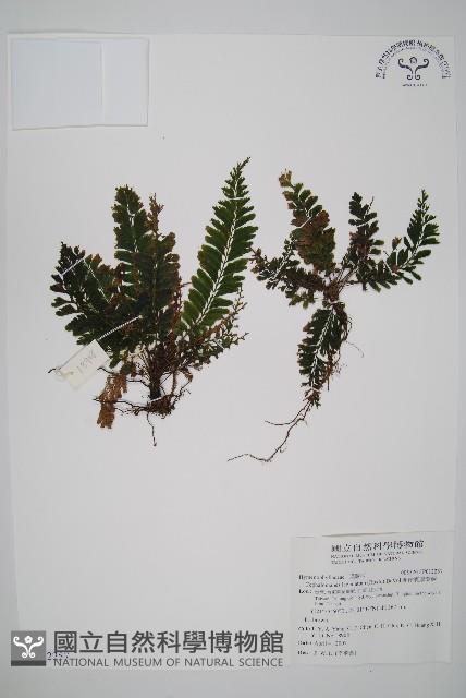 菲律賓厚葉蕨藏品圖，第1張