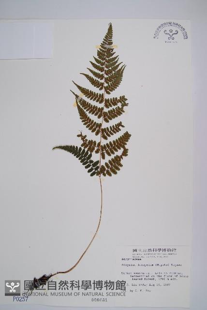 小葉蹄蓋蕨藏品圖，第1張