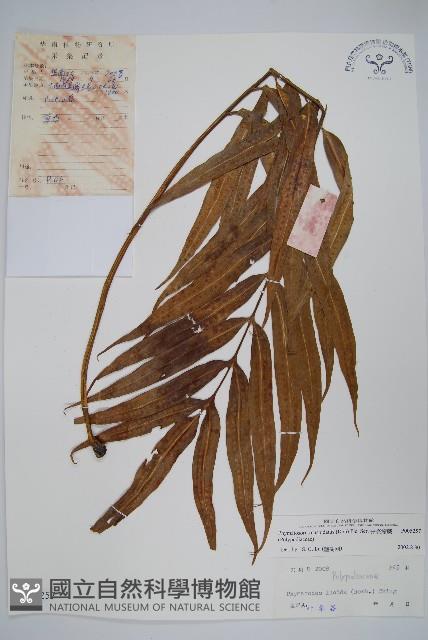 光亮瘤蕨藏品圖，第1張