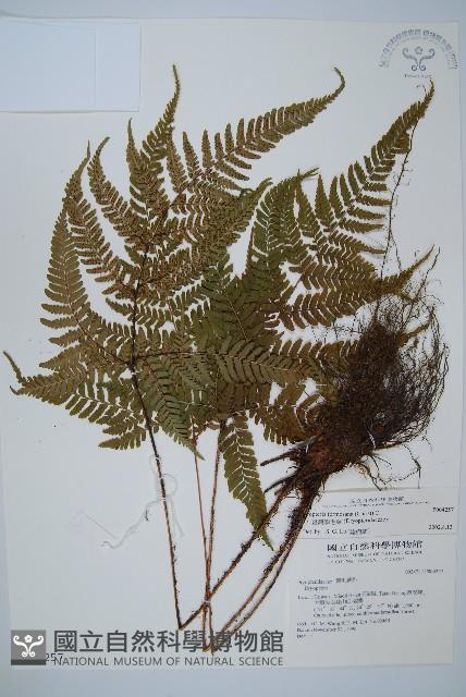 臺灣鱗毛蕨藏品圖，第1張