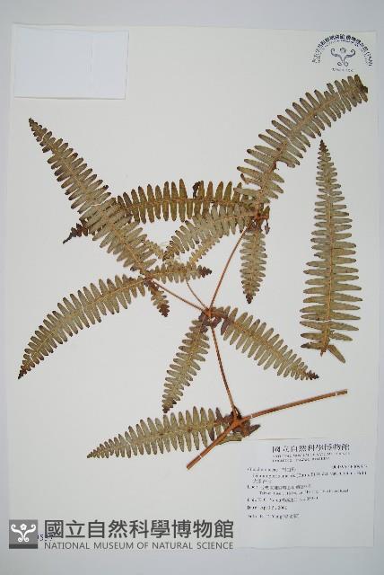 大羽芒萁藏品圖，第1張