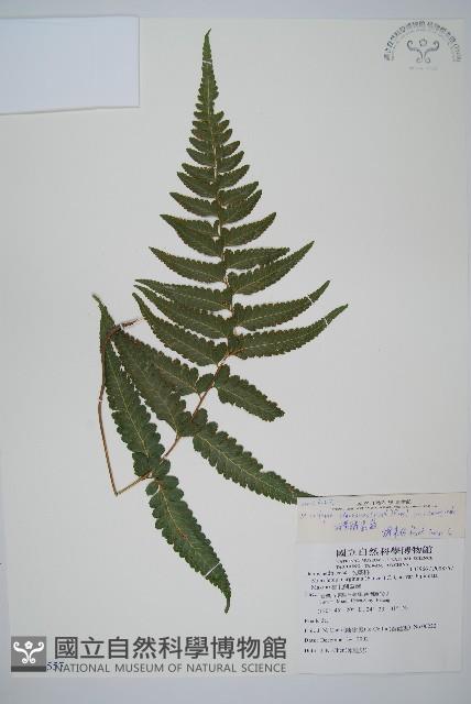 羽葉鱗蓋蕨藏品圖，第1張