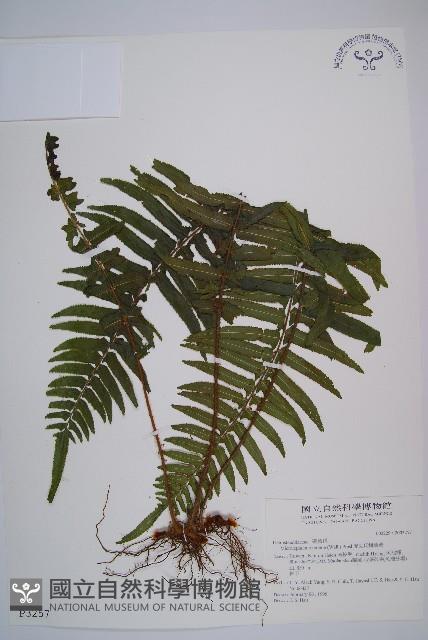 虎克氏鱗蓋蕨藏品圖，第1張