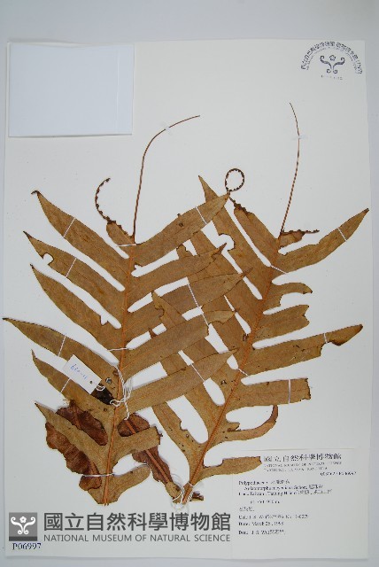 連珠蕨藏品圖，第1張