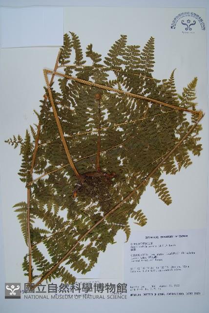 刺柄碗蕨藏品圖，第1張