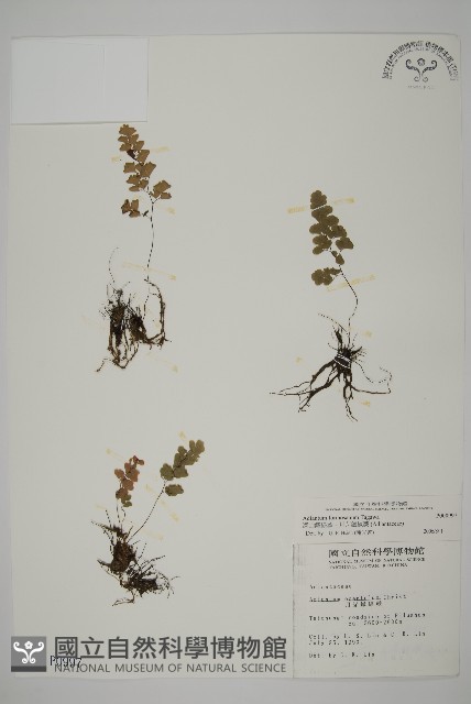 深山鐵線蕨、月芽鐵線蕨藏品圖，第1張