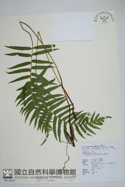 瘤足蕨藏品圖，第1張